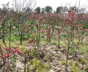 新区天气预报40天