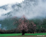 波密天气预报40天