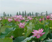 莲花天气预报40天