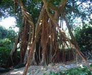 五华天气预报40天